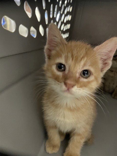FANTA - Domestic Short Hair available for adoption
