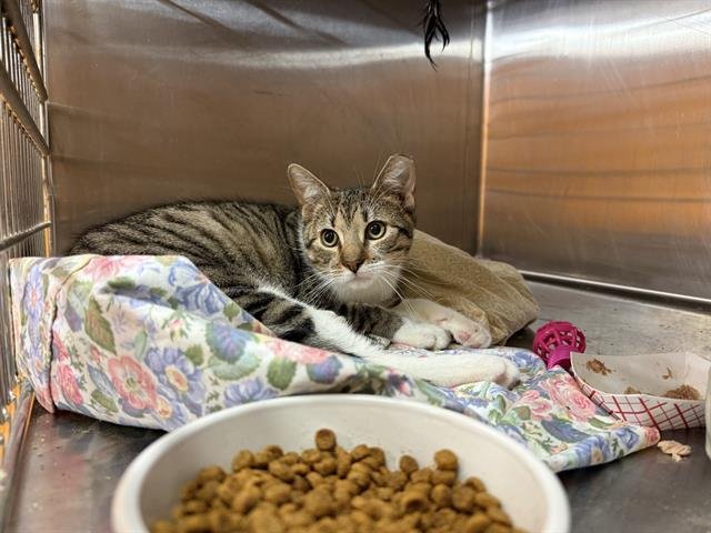 *LUFFY - Domestic Short Hair available for adoption