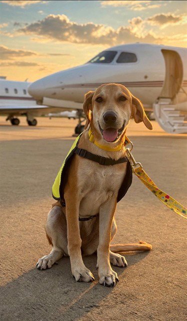 LILLY MAE - Labrador Retriever for adoption in Sugar Land