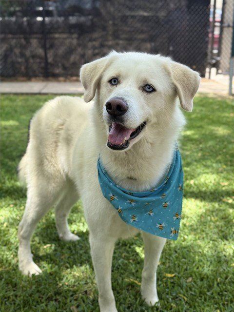 SUPER NOVA - Great Pyrenees for adoption in Sugar Land