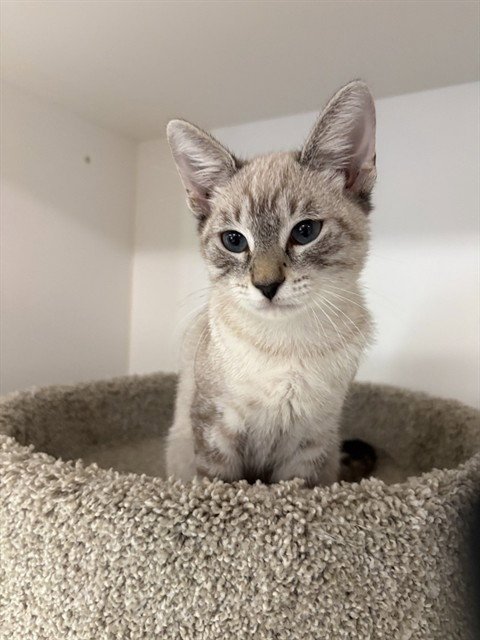 BISCOTTI - Siamese available for adoption