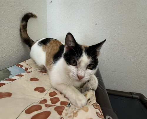 PURRL JAM - Domestic Short Hair for adoption in Sugar Land