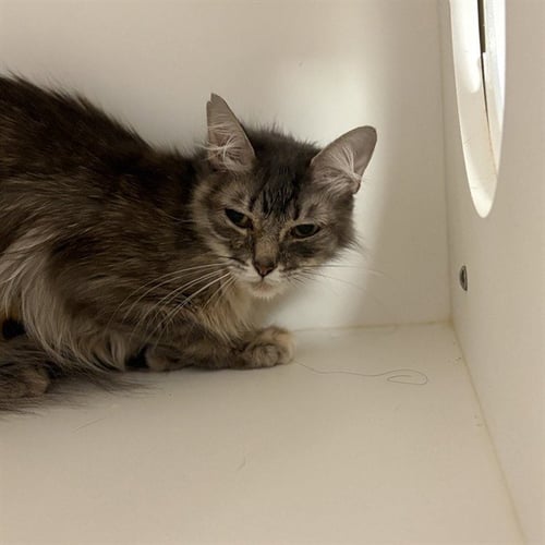 STARFIRE - Domestic Long Hair available for adoption
