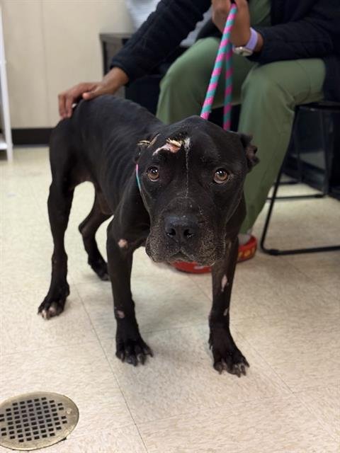 *SAMSON - Staffordshire Bull Terrier available for adoption