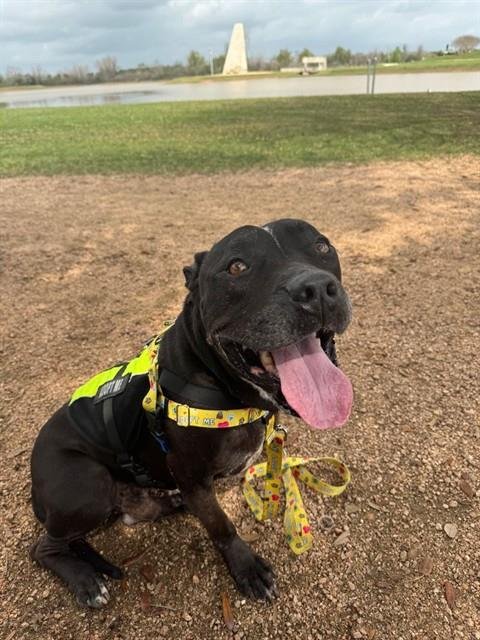 *SAMSON - Staffordshire Bull Terrier for adoption in Sugar Land