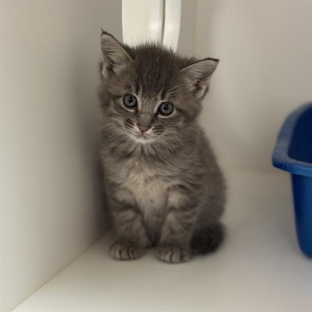 YUKI Image