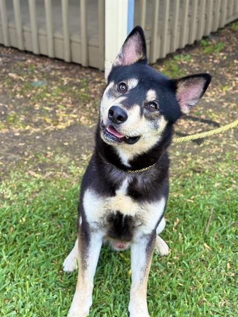NOAH - German Shepherd Dog for adoption in Sugar Land