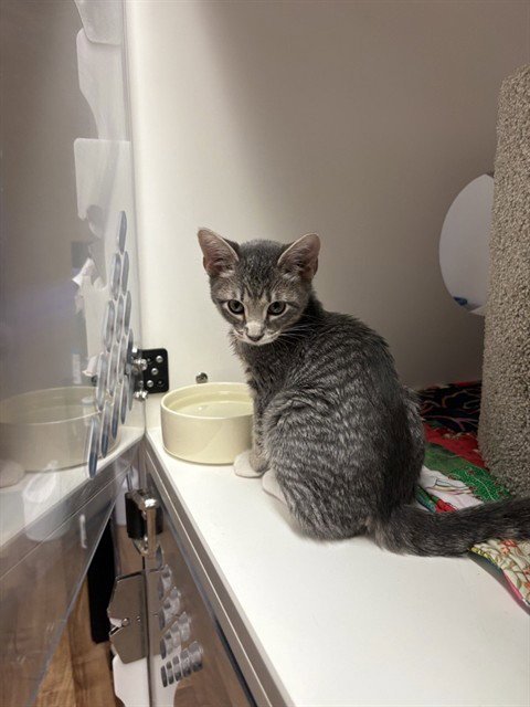 MAX - Domestic Short Hair available for adoption