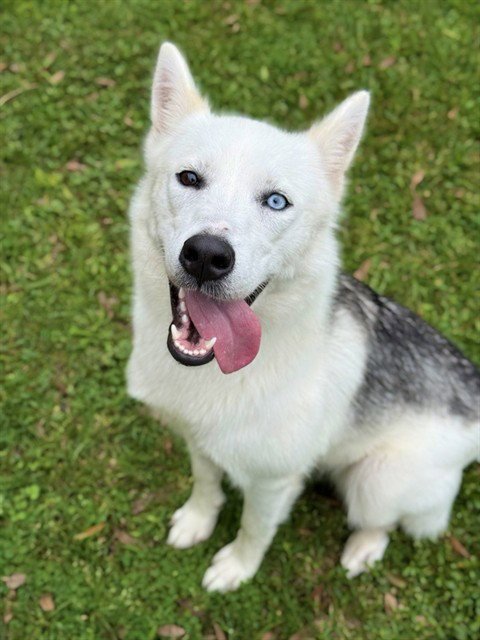 TIANA - Siberian Husky available for adoption