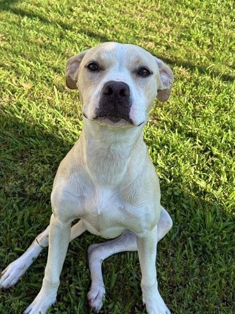 HAPPY - Pit Bull Terrier for adoption in Sugar Land