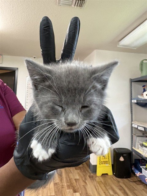 DEMI - Domestic Medium Hair for adoption in Sugar Land