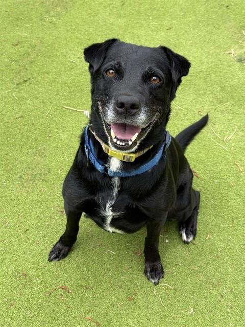 ATHENA - Labrador Retriever available for adoption