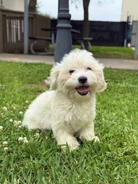 MARTIE - Maltese available for adoption