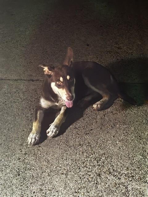 FURGIE - Siberian Husky available for adoption