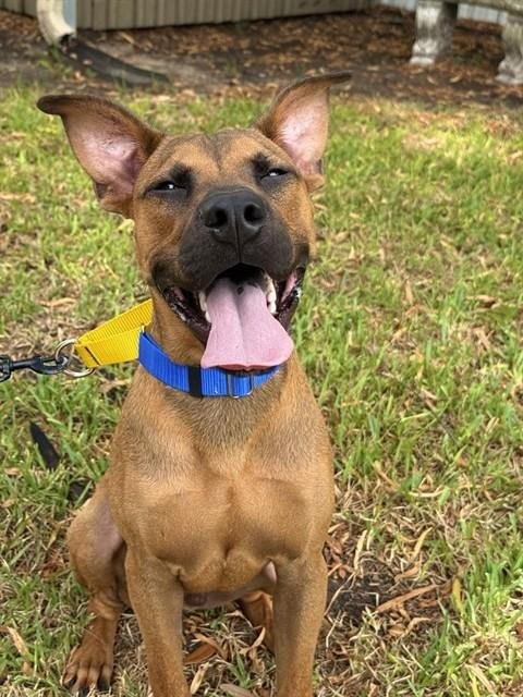 ARLO - Black Mouth Cur available for adoption