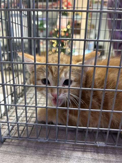 A021261 - Domestic Long Hair available for adoption