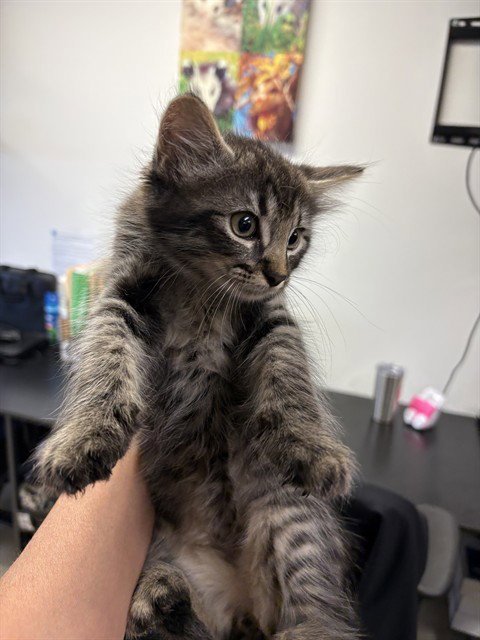 ATHLESTAN - Domestic Short Hair available for adoption