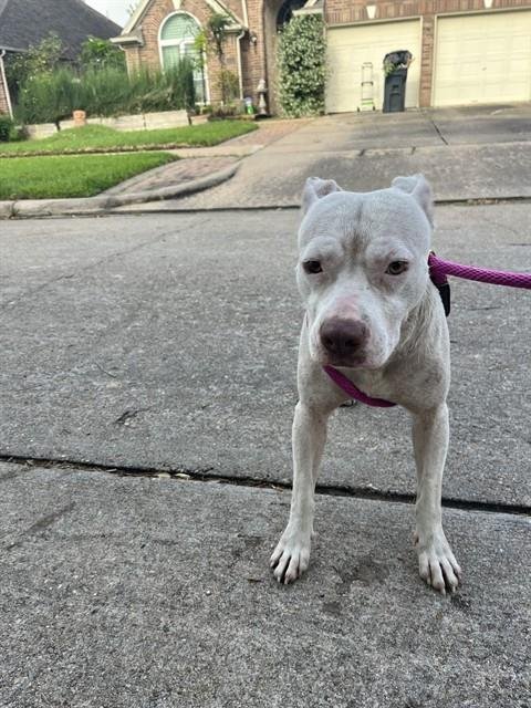 CATHERINE - Pit Bull Terrier available for adoption