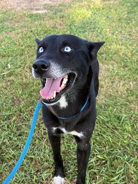 PACO - Husky available for adoption