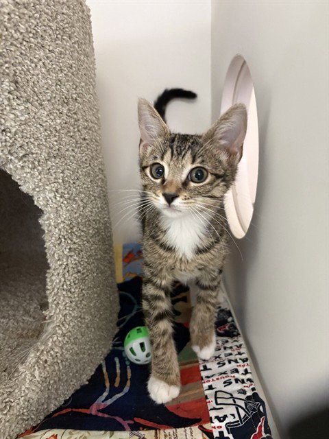MOLLY - Domestic Short Hair available for adoption
