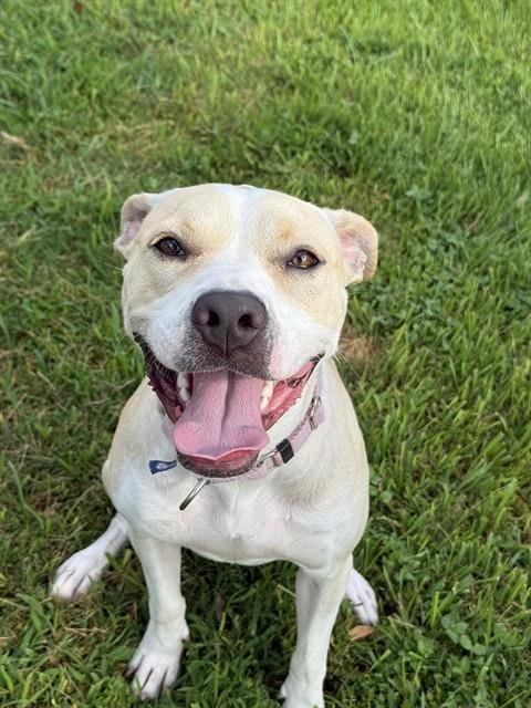 HAPPY - Pit Bull Terrier available for adoption