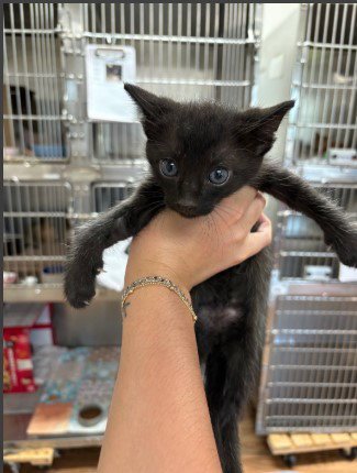 CHESS - Domestic Short Hair for adoption in Sugar Land