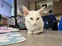 CLEOCATRA - Photo 1