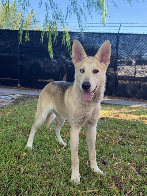 MISHA - Siberian Husky / German Shepherd Dog for adoption in Sugar Land