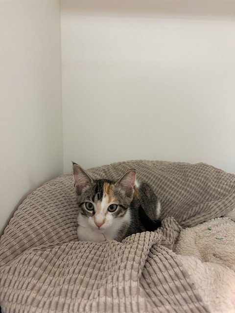 PURRTRICIA DOUGH Image