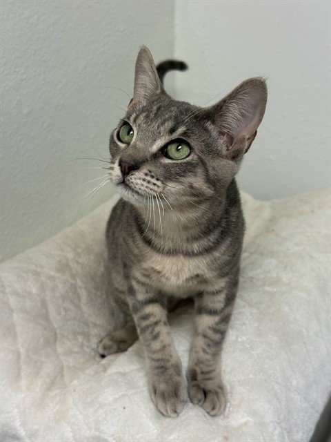 CAT STEVENS - Domestic Short Hair available for adoption