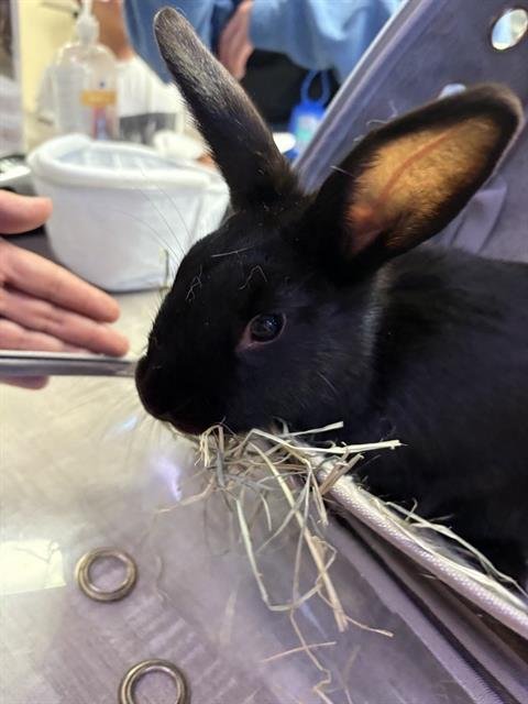 BUNNIE Image