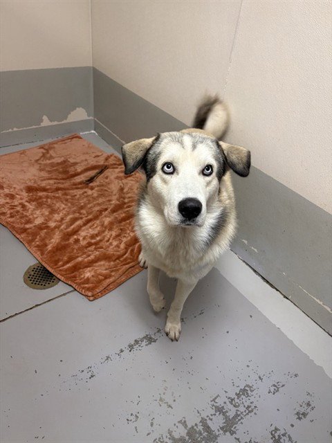 BUTTER - Husky available for adoption