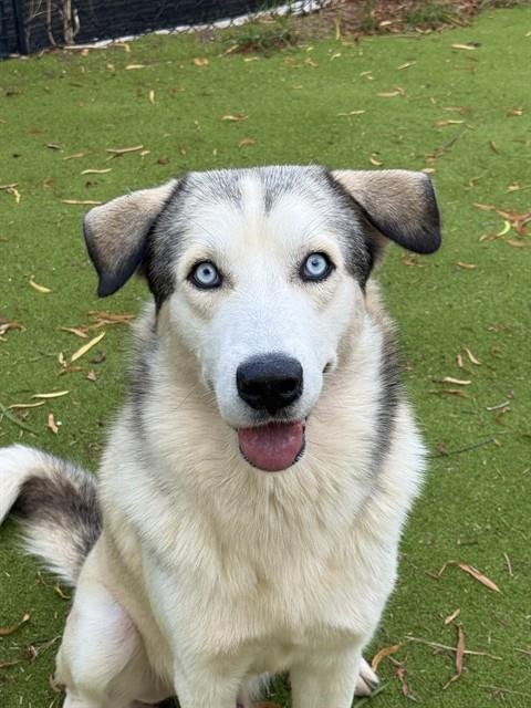 BUTTER - Husky available for adoption