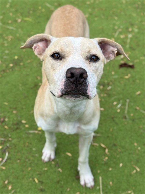 HAPPY - Pit Bull Terrier available for adoption