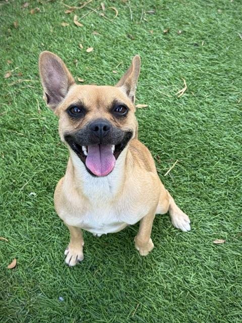 CANDY - Chihuahua available for adoption