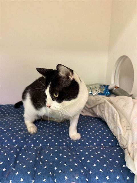 BUTLER - Domestic Short Hair for adoption in Sugar Land