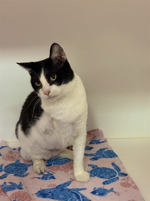 BUTLER - Domestic Short Hair available for adoption