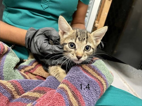 FISHIE - Domestic Short Hair available for adoption