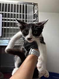 JOHN MEOWVOLTA - Photo 1