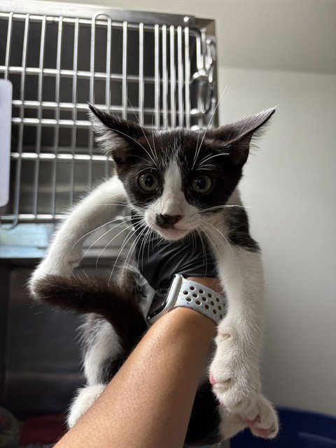 JOHN MEOWVOLTA - Domestic Short Hair available for adoption