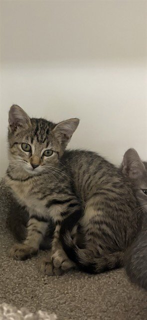 CLEATS - Domestic Medium Hair available for adoption