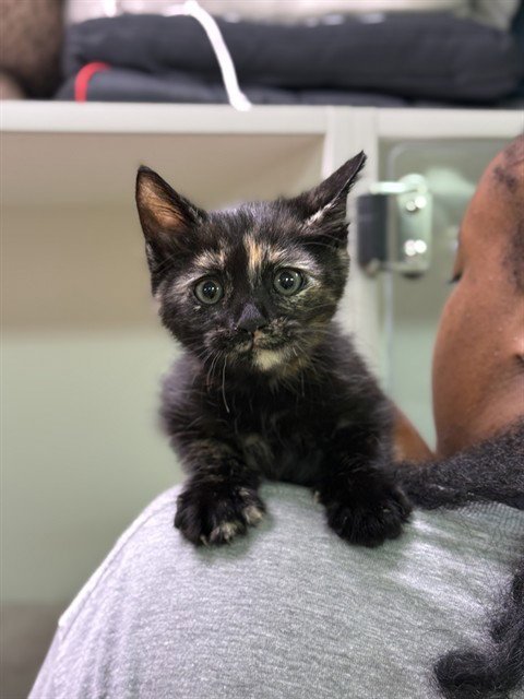 BLOOM - Domestic Medium Hair available for adoption