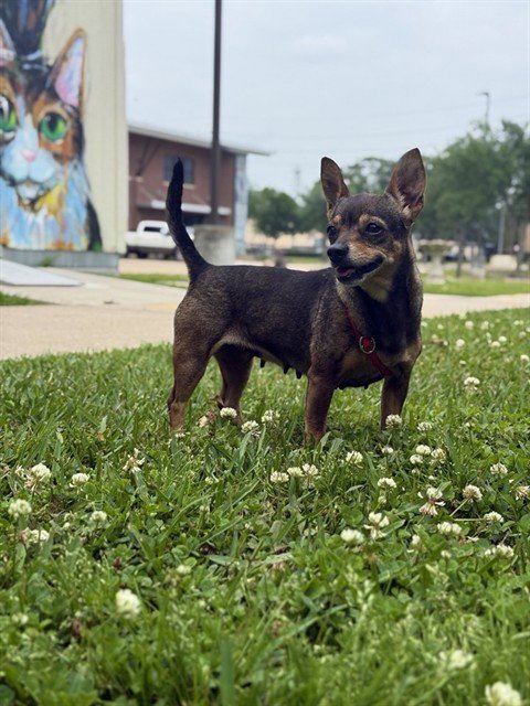 ROSANA - Chihuahua available for adoption