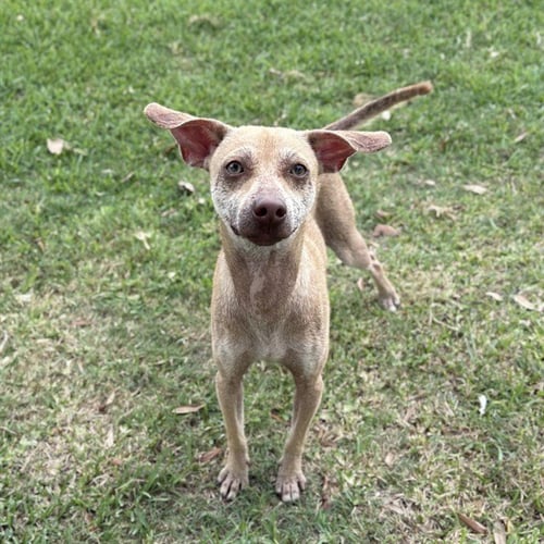 DOBEY - Chihuahua available for adoption