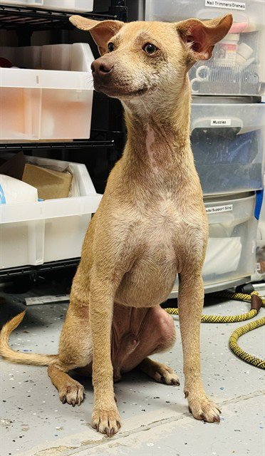 DOBEY - Chihuahua for adoption in Sugar Land