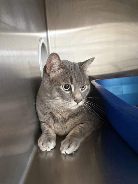 APOLLO - Domestic Medium Hair available for adoption