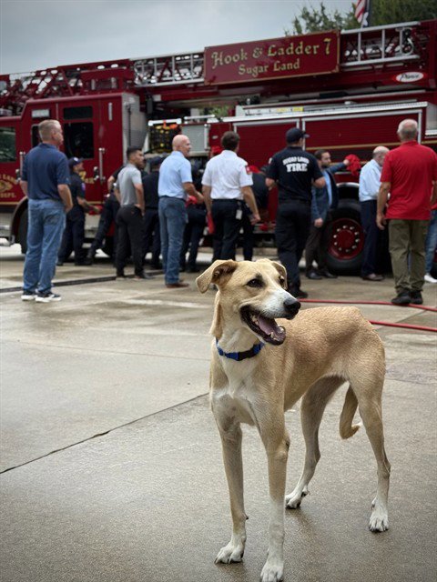 KYLIE - Great Pyrenees / Doberman Pinscher available for adoption
