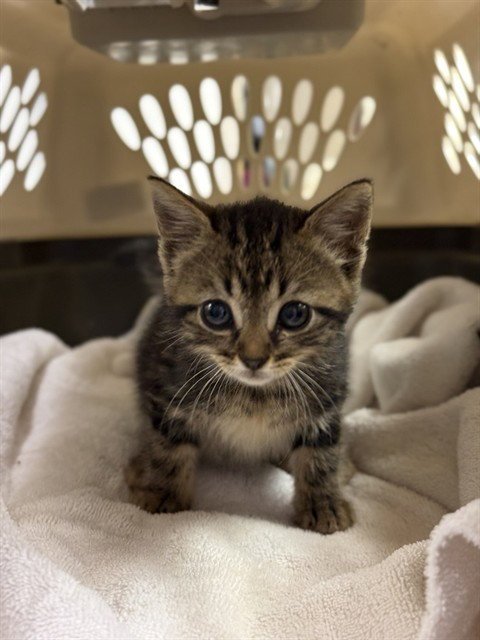 ELFIE - Domestic Short Hair available for adoption