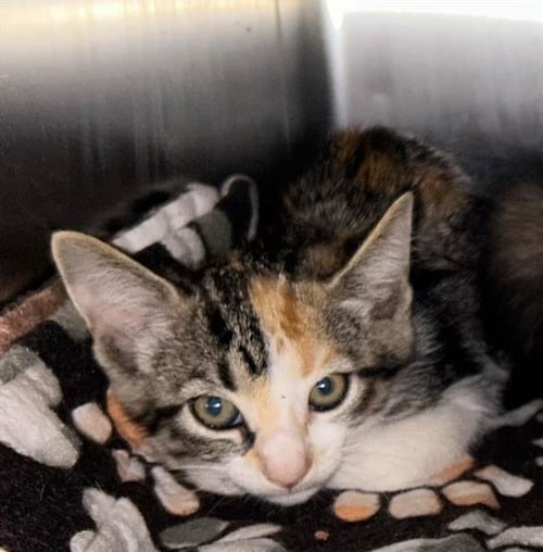PURRTRICIA DOUGH - Domestic Short Hair available for adoption