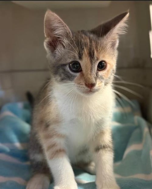 MILLIE - Domestic Short Hair available for adoption